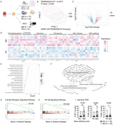 Possible involvement of Toll-like receptor 8-positive monocytes/macrophages in the pathogenesis of Sjögren’s disease